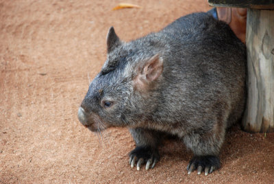 Wombat a native animal of Australia 17 July, 2008