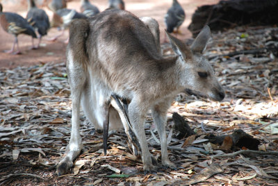 See the Joey's legs sticking out of the pouch