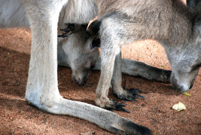 The little joeys head sticking out of the pouch