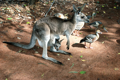 The little joey's head sticking out of the pouch