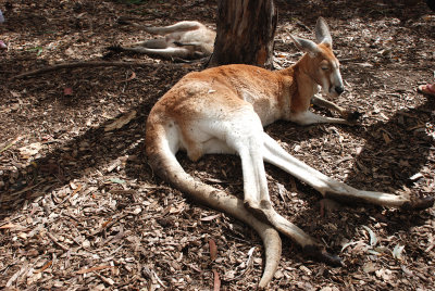 Beautiful big red kangaroo
