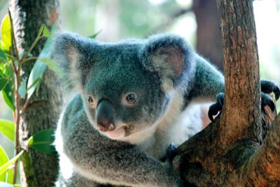 Beautiful koala