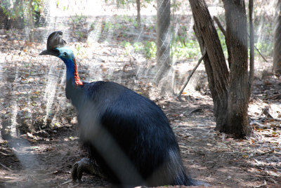 Cassowary a very rare native Australian bird these birds are very timid consequently are rarely seen in the wild