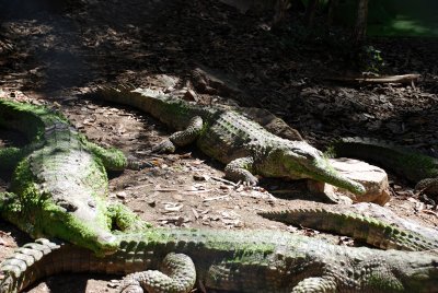A few huge crocodiles with what looks like moss all over their skin