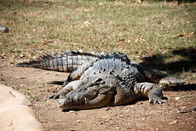 Huge crocodile
