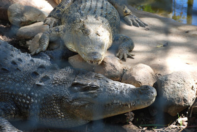 These crocodiles are a monstrous size