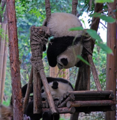 Pandas frolicking