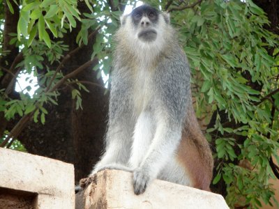Monkey sitting on the fence at the university (out starting point) with a look of disdain on his face