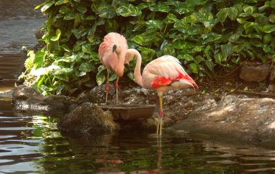 Flamingos of the Westin.jpg