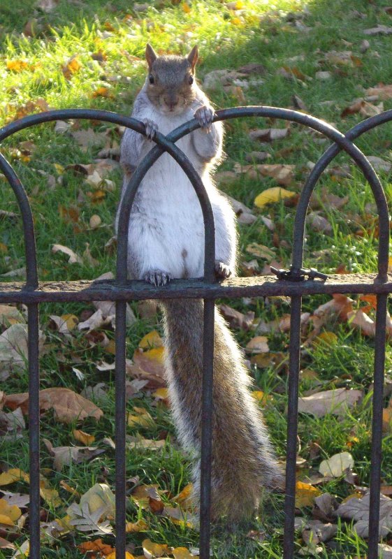 A little furry chum