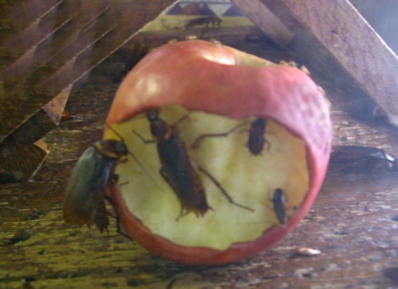Bon appetite!