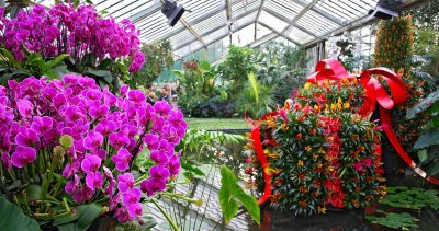 Orchid festival Kew