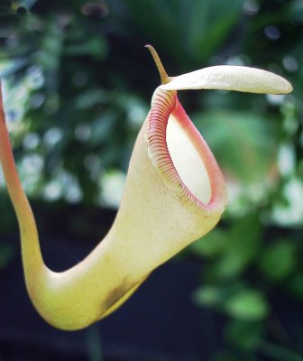 another pitcher plant