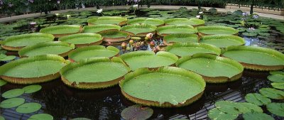 giant water lilies