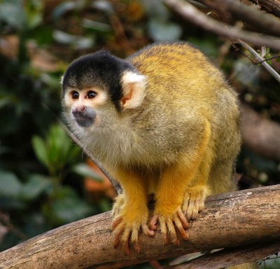 Brazilian monkey