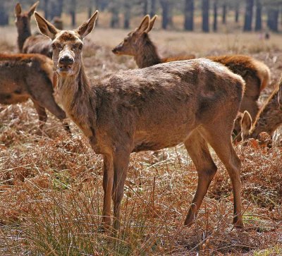 A resident of Richmond Park