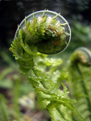 Curly fern