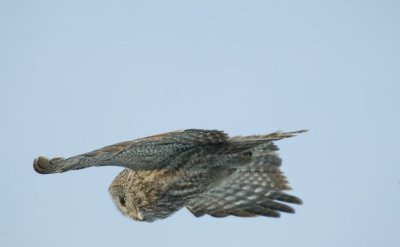 23-2 GREYOWL JAN09