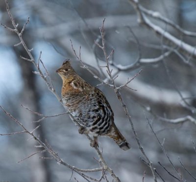 bird_shot