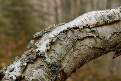 BIRCHBARK