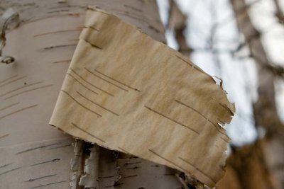 BIRCHBARK 3