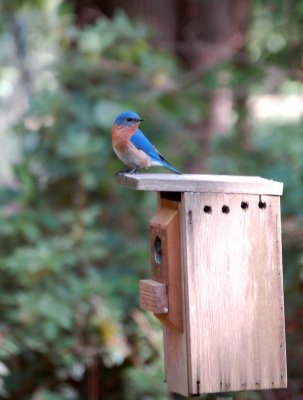 Papa bluebird keeping watch