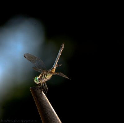dragonfly perched on my car's antenna