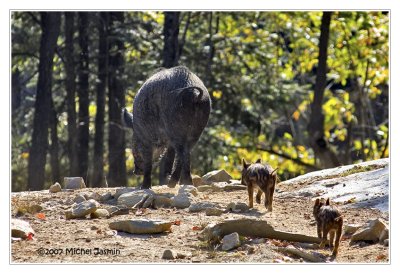 Sangliers   /   Wild boars