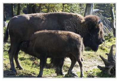 Bison   / Buffalo