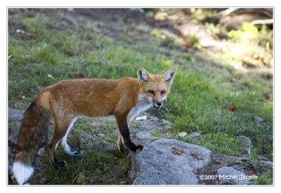 Renard roux   /   Red fox