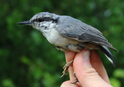 Ntvcka [Eurasian Nuthatch] (IMG_3684)