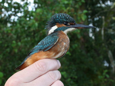 Kungsfiskare [Common Kingfisher] (IMG_4911)