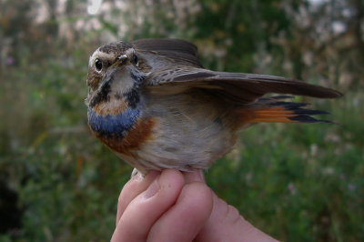 Blhake [Bluethroat] (IMGP2186)