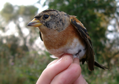 Bergfink [Brambling] (IMGP2190)