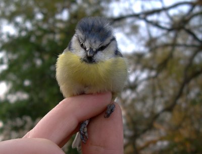 Blmes [Blue Tit] (IMGP2193)