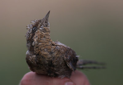 Gktyta [Eurasian Wryneck]