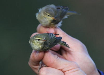 Grnsngare [Wood warbler]