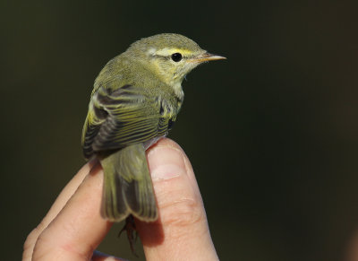 Grnsngare [Wood warbler]