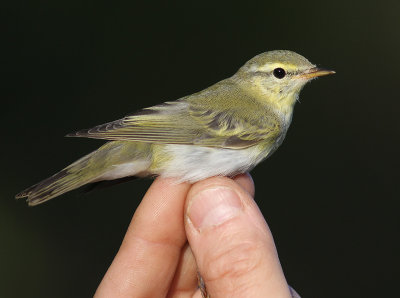 Grnsngare [Wood warbler]