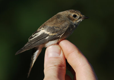Svartvit flugsnappare [Pied Flycatcher]