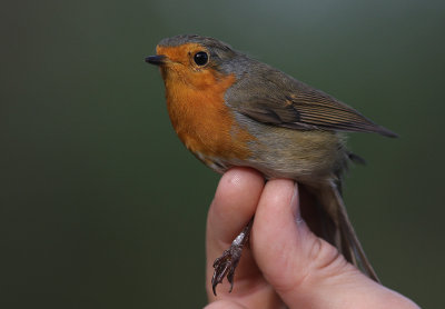 Rdhake [European Robin]
