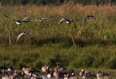 Rdhalsad gs/Red breasted Goose