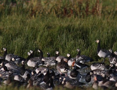 Rdhalsad gs/Red breasted Goose