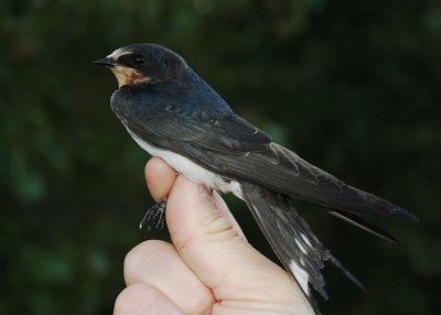 Ladusvala [Barn Swallow]