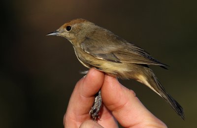 Svarthtta [Blackcap]