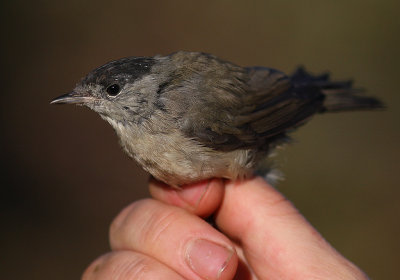Svarthtta [Blackcap]