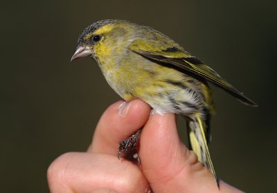 Grnsiska [Siskin]