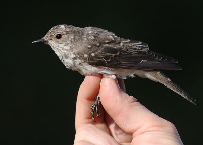 Gr flugsnappare [Spotted Flycatcher]