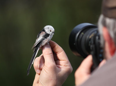 Stjrtmes [Long-tailed Tit]