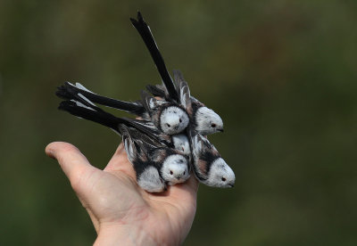 Stjrtmes [Long-tailed Tit]